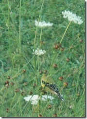 American Goldfinch