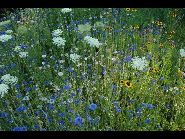 [Wildflower[6].jpg]