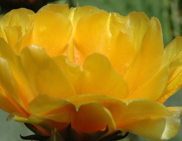 [Catus bloom 1[2].jpg]