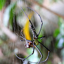 Golden silk orb-weaver
