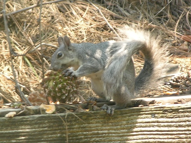 [Mr. Squirrel[3].jpg]