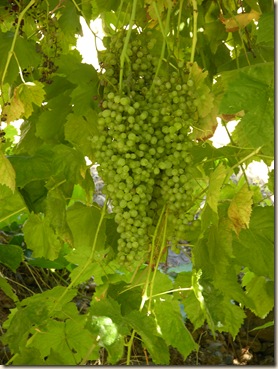 Grapes on the Vine