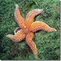 Common starfish