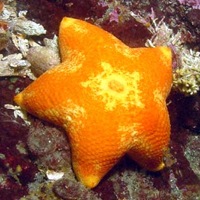 [Cushion Star[2].jpg]