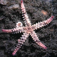 [Spiny Starfish[2].jpg]