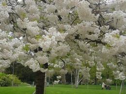 [Parc Monceau-Prunier[7].jpg]