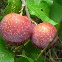 Plums (red)