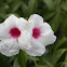 Bower Vine