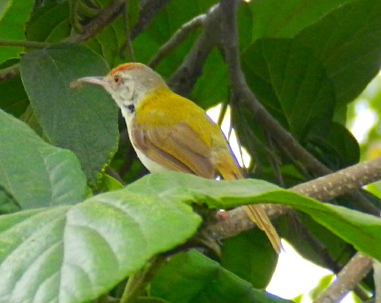 Spotting Image 1