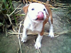 Cachorro American Bulldog 100 Puro