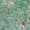 Clover
