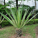 variegated century plant 金边龙舌兰