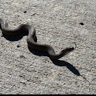 De Kay's snake