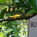 Anole