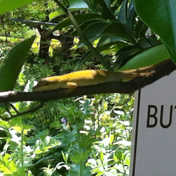 Spotting Image 1