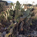 Nopal