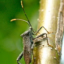Leaf-footed bug