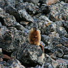 Hoary marmot