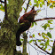 sly red squirrel