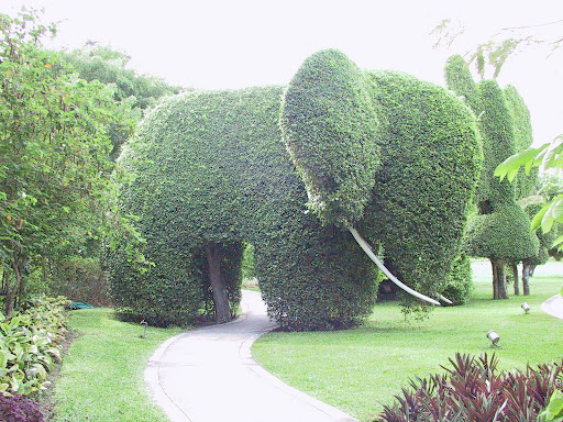 Ansad buske i form av elefant