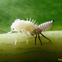 Leafhopper nymph molting