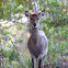 Sika Deer