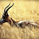 Blesbok or Blesbuck