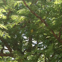 Masked Weaver