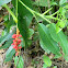 unidentified forest climber