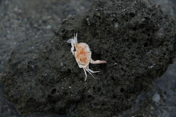 Spotting Image 1