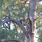 Pileated Woodpecker