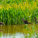 White Ibis (juveniles)