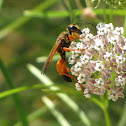 Great golden digger wasp