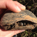 Eastern mud turtle
