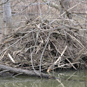 North American Beaver Lodge and Dam