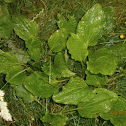 Greater plantain