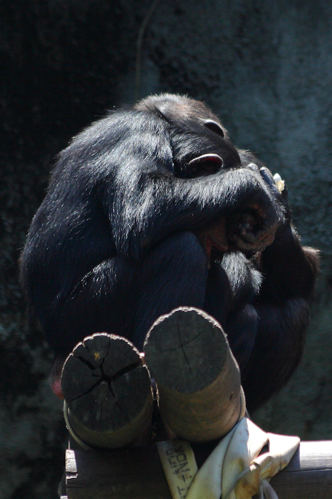 Chimpanzee