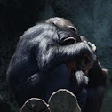 Chimpanzee