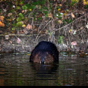 North American Beaver
