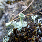 Mealy Pixie-cup