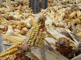 DSC09392.JPG