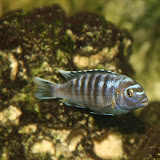 MalawiSaulosi.jpg