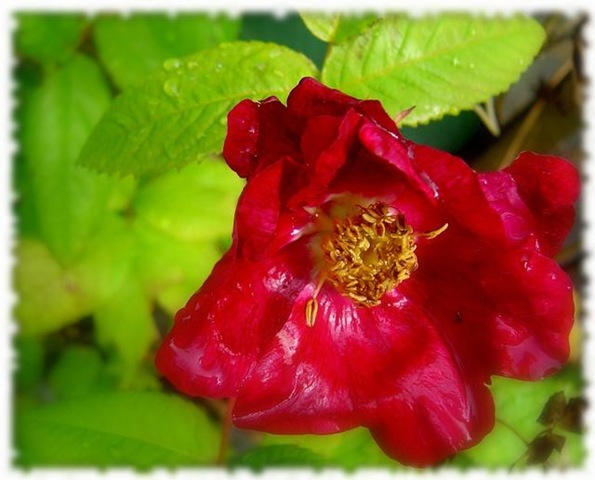 ['Splendens'[20].jpg]