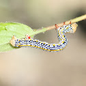 Caterpillar 