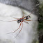 Mirror Spiders