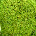 Moss