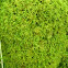 Moss