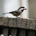 Black-capped Chickadee
