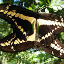 Giant Swallowtail