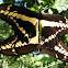 Giant Swallowtail